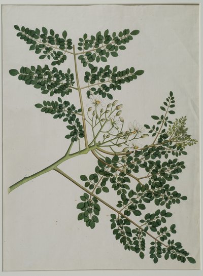 Moringa oleifera, também chamada de árvore de rabanete-cavalo, ou árvore coxinha (aquarela sobre papel) de Anna Maria Jones