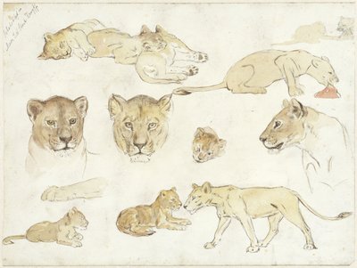 Estudos realizados por leões de Anna Maria Kruijff