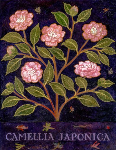 Camélia de Anna Pugh
