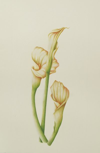 Arum Lily, 2001 (wc no papel) de Annabel Barrett
