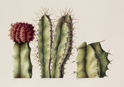 Cacti, 1999 (wc no papel) de Annabel Barrett