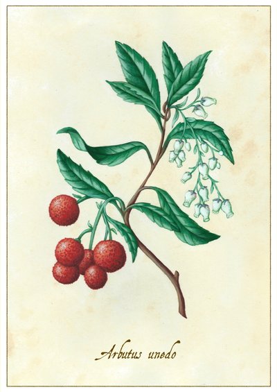 Arbutus unedo, 2015 (guache) de Annalisa Morrocco