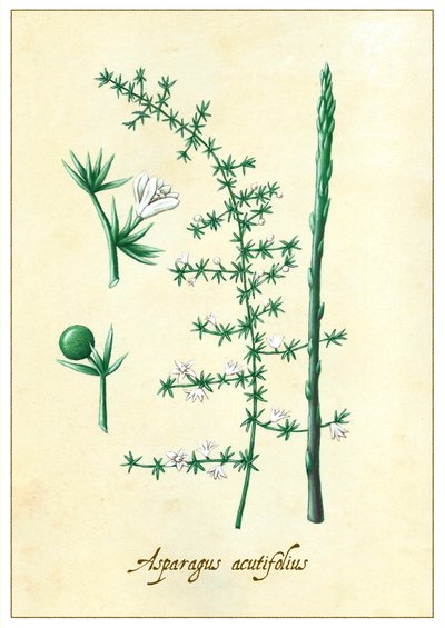Espargos acutifolius, 2015 (guache) de Annalisa Morrocco