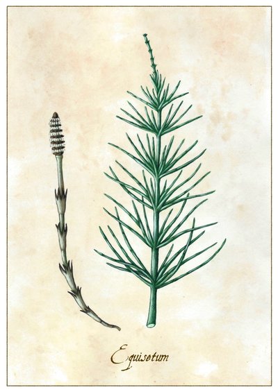 Equisetum, 2015 (guache) de Annalisa Morrocco
