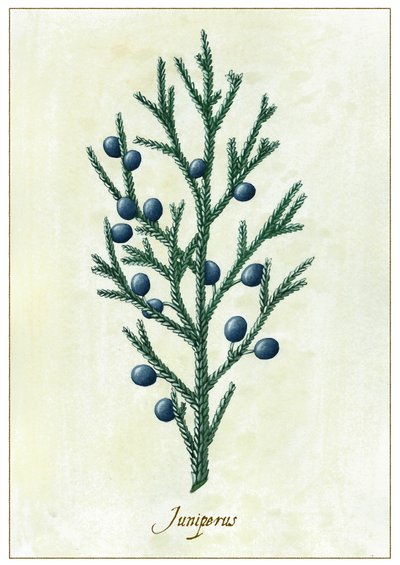 Juniperus, 2015 (guache) de Annalisa Morrocco