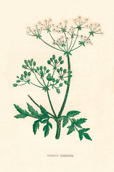 Hemlock comum, c1891, 1891 de Anne Pratt