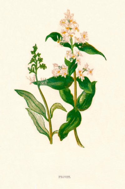 Privet, c1891, 1891 de Anne Pratt