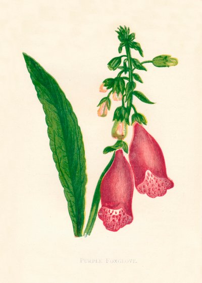 Foxglove roxo, c1891, 1891. de Anne Pratt