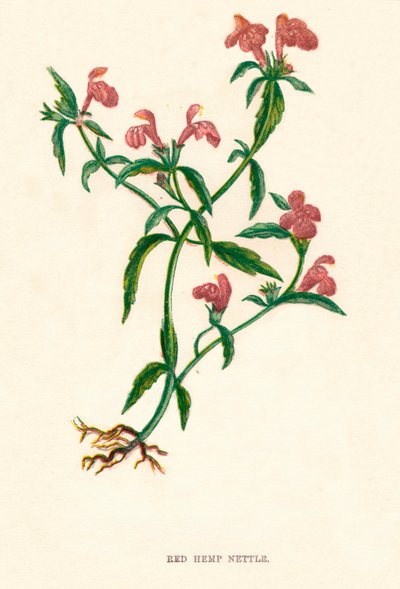 Urtiga de cânhamo vermelho, c1891, 1891 de Anne Pratt