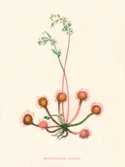 Sundew de folhas redondas, c1891, 1891 de Anne Pratt
