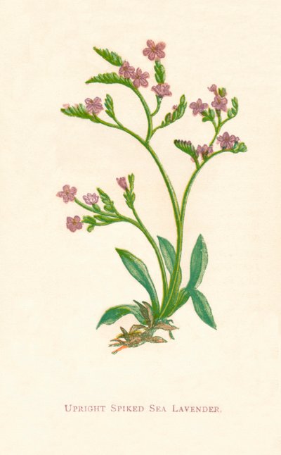 Lavanda vertical com cravos do mar, c1891, 1891 de Anne Pratt