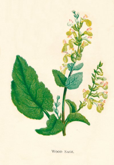 Sábio de madeira, c1891, 1891 de Anne Pratt