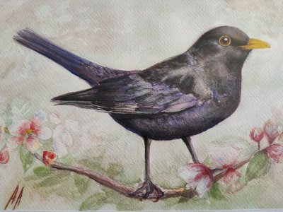 Melro e flores de cerejeira de Annette Armitage
