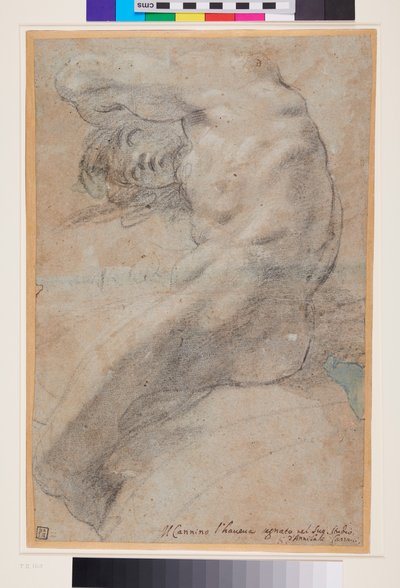 Estudo de um homem nu, c.1560-1609 (gizes preto e branco sobre papel cinzento-azulado) de Annibale Carracci