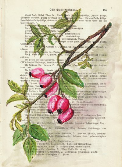 Ramo com bagas de roseira brava – aguarela – Estudo da natureza de Annick