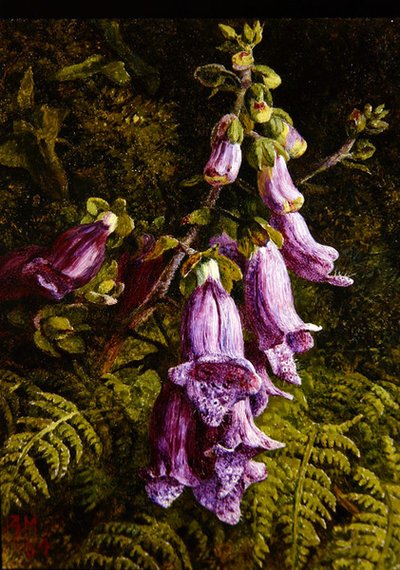 Foxgloves de Annie Feray Mutrie