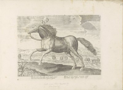 paço árabe Traga (título no objeto) Paardenrassen uit de Koninklijke stallen van Don Juan van Oostenrijk (título da série) O cavalo, no qual todos os tipos de nobres: o comportamento de cavalos distintos de várias partes do mundo selecionado (...) (título  de Anonymous