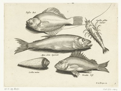 Linguado, camarão, cheirado e pos Libelivs diversos Genera piscium complectens (título da série) Peixes de água doce, peixes marinhos, sapos, crustáceos e criaturas marinhas (título da série) de Anonymous
