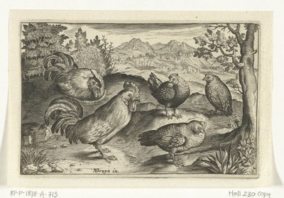 Três galos e dois galos
Aves e insectos (título da série) de Anonymous
