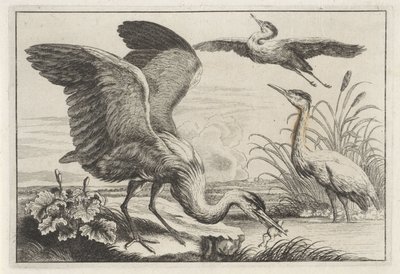 Três garças
Diversae avium species (título da série)
Várias aves (título da série) de Anonymous