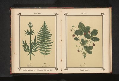 Valeriana comum e um ramo de samambaia macho
Valeriana officinalis L. Polystichum Filix mas Roth (título sobre o objecto) de Anonymous