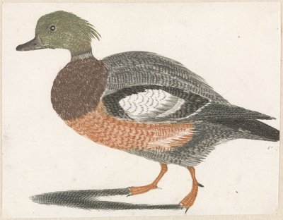 Pato para a esquerda de Anonymous