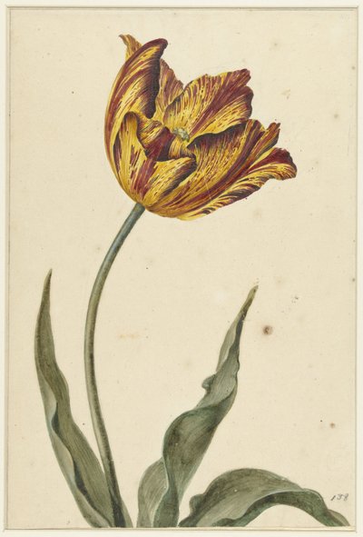 Tulipa amarelo-alaranjada de Anonymous