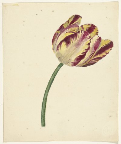 Tulipa vermelho-amarelada de Anonymous