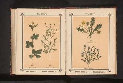 Avens amarelos e camomila real Geum urbanum L. Matricaria Chamomilla L. (título no objeto) de Anonymous