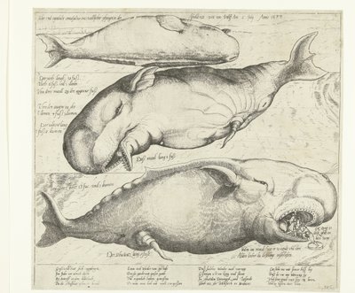 Baleia encalhada em Antuérpia, 1577
Ware ung eigentliche contrafactur eines walfischen gefangen in der scheldt nitt weit von Antorff Am 2 Julij. Anno 1577 (título sobre o objecto) de Anonymous