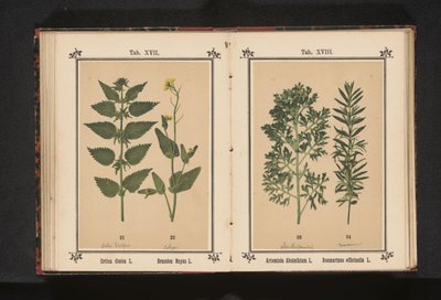 Urtiga e colza Urtica dioica L. Brassica Napus L. (título no objeto) de Anonymous