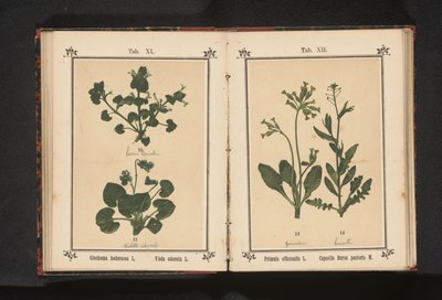 Prímula dourada e uma bolsa de pastor
Primula officinalis L. Capsella Bursa pastoris M. (título sobre o objecto) de Anonymous