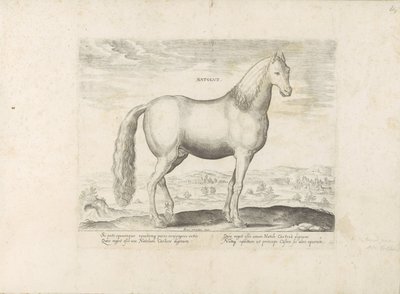 Garanhão da Anatólia
Natolus (título sobre o objecto)
Raças de cavalos dos estábulos reais de Don Juan da Áustria (título da série)
Equile, in quo omnis generis generosissi: morum equorum ex varijs orbis partibus insignis delectus (...) (título da série de Anonymous
