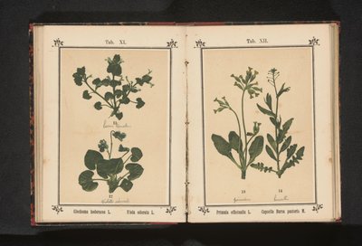Trote de cão e uma violeta de março Glechoma hederacea L. Viola odorata L. (título no objeto) de Anonymous