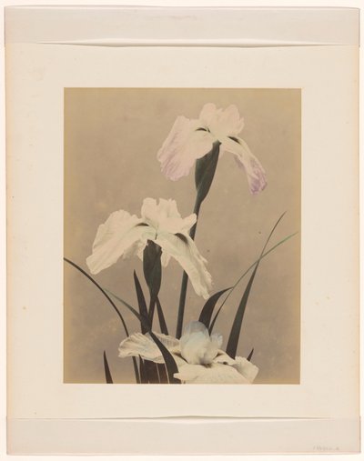 Irises de Anonymous