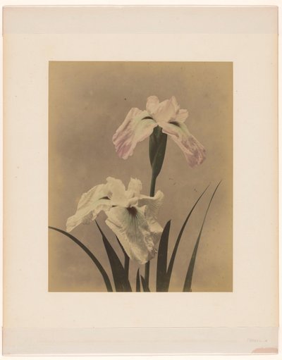 Irises de Anonymous
