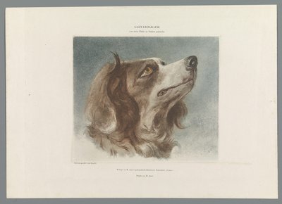 Cabeça de um cão de Anonymous