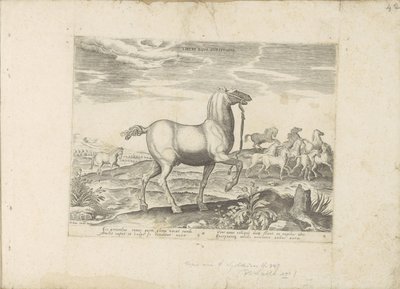 Manada de cavalos selvagens
Liberi Equi Cursitatio (título sobre o objecto)
Raças de cavalos dos estábulos reais de Don Juan da Áustria (título da série)
Equile, in quo omnis generis generosissi: morum equorum ex varijs orbis partibus insignis delectus  de Anonymous