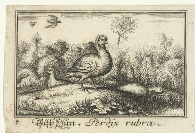 Paisagem com perdizes Rab Hun, Perdix rubra. (título no objeto) de Anonymous