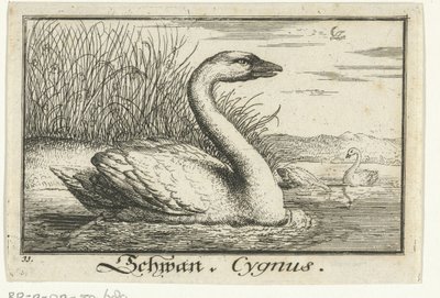 Paisagem com cisne
Schwan, Cygnus. (título sobre o objecto) de Anonymous
