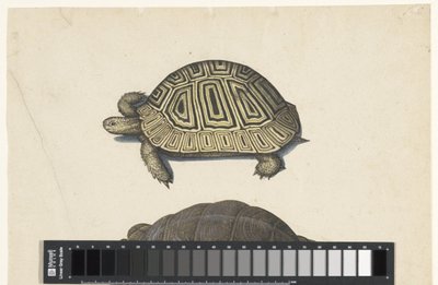 Landschildpad Álbum Lombard (título da série) de Anonymous