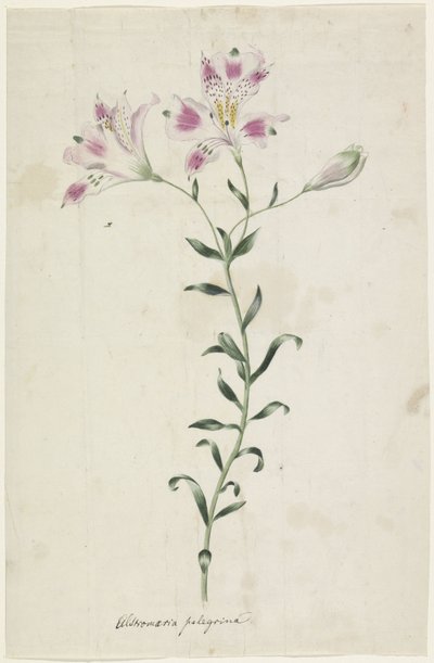 Leslie (Alstroemeria Pellegrina) de Anonymous