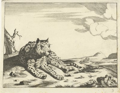 Leopardo recortado, visto de frente, pernas para a direita de Anonymous
