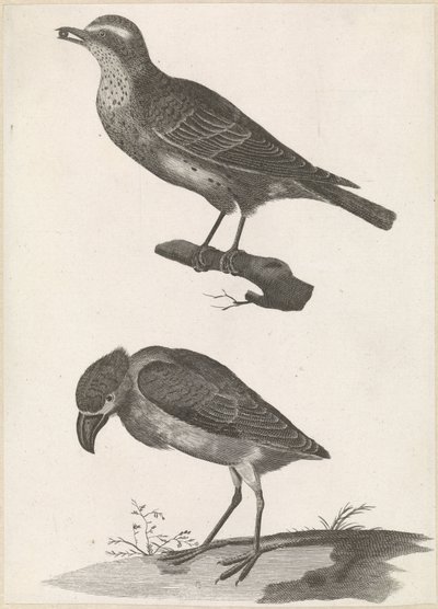 Thrush com uma baga no seu bico à esquerda e Spoonbill de Anonymous