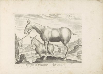 Mula e burro
Mula et Asinus (título sobre o objecto)
Raças de cavalos dos estábulos reais de Don Juan da Áustria (título da série)
Equile, in quo omnis generis generosissi: morum equorum ex varijs orbis partibus insignis delectus (...) (título da série de Anonymous