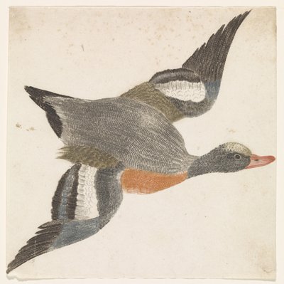 Widgeon que voa para a direita (espécie de pato) de Anonymous