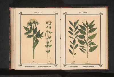 Ramo de oliveira e um ramo de amêndoa Olea europaea L. Amygdalus communis L. (título no objeto) de Anonymous