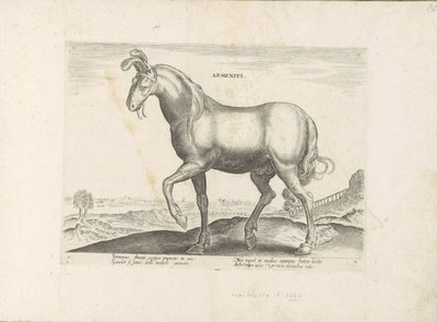 Paard uit Armênia Armenius (título no objeto) Paardenrassen uit de Koninklijke stallen van Don Juan van Oostenrijk (título da série) O cavalo, no qual todos os tipos de nobres: o comportamento de cavalos distintos de várias partes do mundo selecionado (... de Anonymous