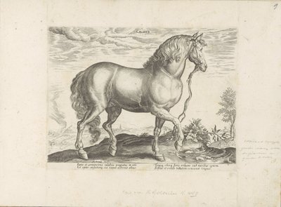 Cavalo da Calábria
Calaber (título sobre o objecto)
Raças de cavalos dos estábulos reais de Don Juan da Áustria (título da série)
Equile, in quo omnis generis generosissi: morum equorum ex varijs orbis partibus insignis delectus (...) (título da série s de Anonymous