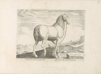 Cavalo da Córsega
Córsego (título sobre o objecto)
Raças de cavalos dos estábulos reais de Don Juan da Áustria (título da série)
Equile, in quo omnis generis generosissi: morum equorum ex varijs orbis partibus insignis delectus (...) (título da série so de Anonymous